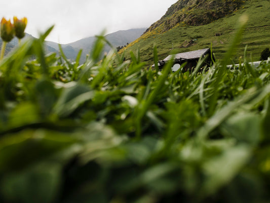 How to Store and Serve Matcha: Tips for Businesses & Home