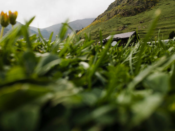 How to Store and Serve Matcha: Tips for Businesses & Home